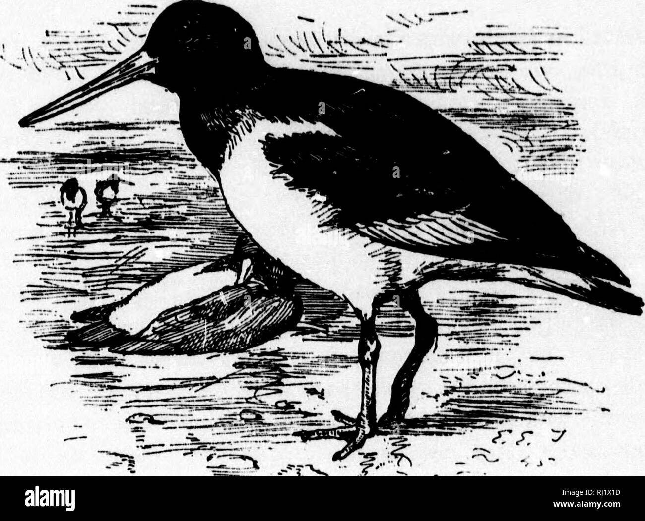 . Un manuel populaire de l'ornithologie de l'Est de l'Amérique du Nord [microforme]. Ornithologie ornithologie ; jeu ; jeu ; les oiseaux et de jeu et jeu-oiseaux, oiseaux d'eau ; l'eau-oiseaux ; Ornithologie ; Ornithologie ; Gibier, gibier, oiseaux aquatiques, oiseaux aquatiques. -- ? L'HUÎTRE AMÉRICAINE-catcher. H^MATOPUS PALLIATUS. Omble chevalier. Bi !i rouge, long, épais, tout droit, et compressé vers le point rouge, pieds, aucun doigt postérieur, extérieur et des orteils du milieu par une membrane en ce qui concerne la question du joint. Tête et cou noir, changeant en brun noirâtre sur le dos et les ailes ; croupion, bande de l'aile, la queue et le ventre blanc. La longueur l8 pouces. Banque D'Images