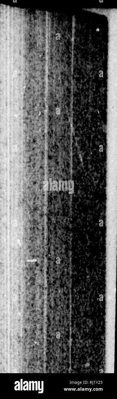 . Les papillons de l'Est des États-Unis et du Canada [microforme] : avec référence spéciale à la Nouvelle Angleterre. Les papillons ; les papillons ; Papillons ; Papillons. NYMPHALINKA : Vanessa cardui. Il y a 485 dans un hrood hut. À partir de l'époque de Oclismlicimer, cependant, plusieurs fois wlio dit, "Ich zwei hahe generationeii omerkt", l)foid'érents autliors ehiimcd ont pour une doiihlc hrood cet insecte ; et jusqu'à l'observation directe doit avoir déterminé le point, il s'il a examiné, au moins pour certains |)arts de l'Europe, une question ouverte. En Suisse et en Angleterre tous les observateurs semblent convenir que Banque D'Images