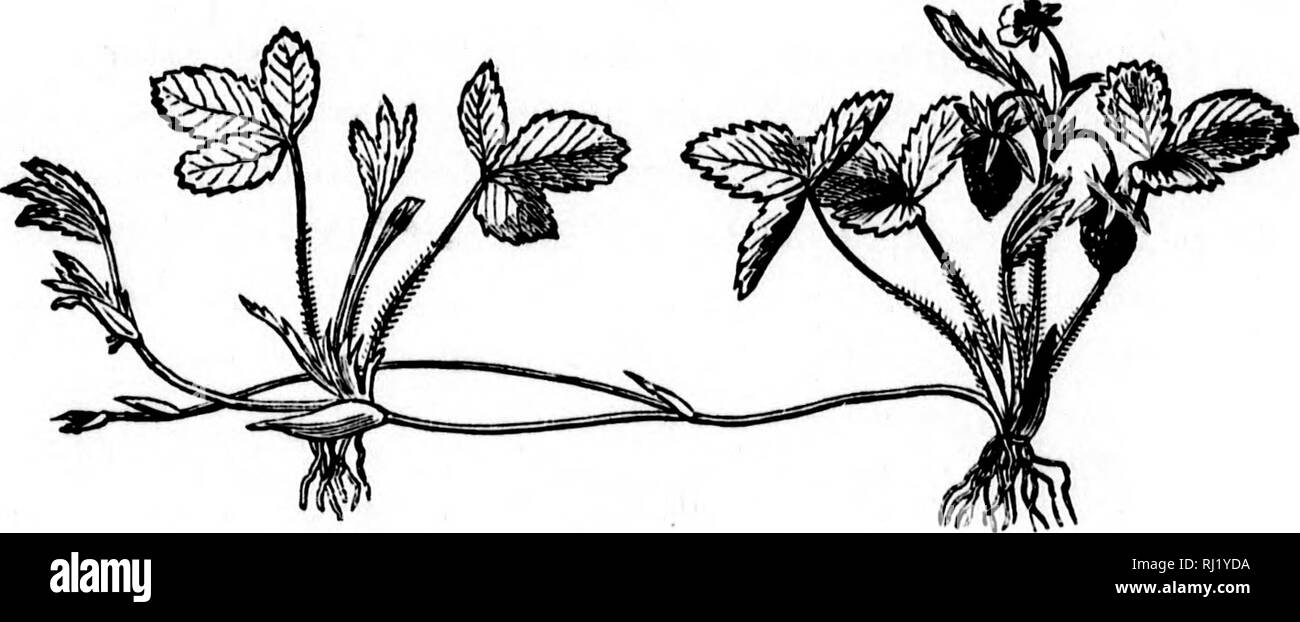 . Class-livre de botanique [microforme] : être décrit des structures, la physiologie et la classification des végétaux : avec une flore des États-Unis et du Canada. Botanique ; botanique ; plantes ; plantes ; botanique ; botanique ; plantes ; Botanique. Le STfiM ASCENDINQ OU AXE. 38 sisting de jeunes bois avec une ou plusieurs bourgeons. Ces "grève" racine lorsque plantés dans la terre. Si la vigne et hop. 159. L'Offset est un terme appliqué à côté court-branches se terminant par un flocon (rosette) de feuilles, et capable de prendre racine lorsque séparés de la plante mère, comme dans houseleek.. 41, un fraisier Banque D'Images