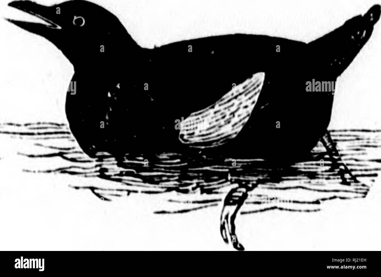 Les Oiseaux Du Canada Microforme Avec Des Descriptions