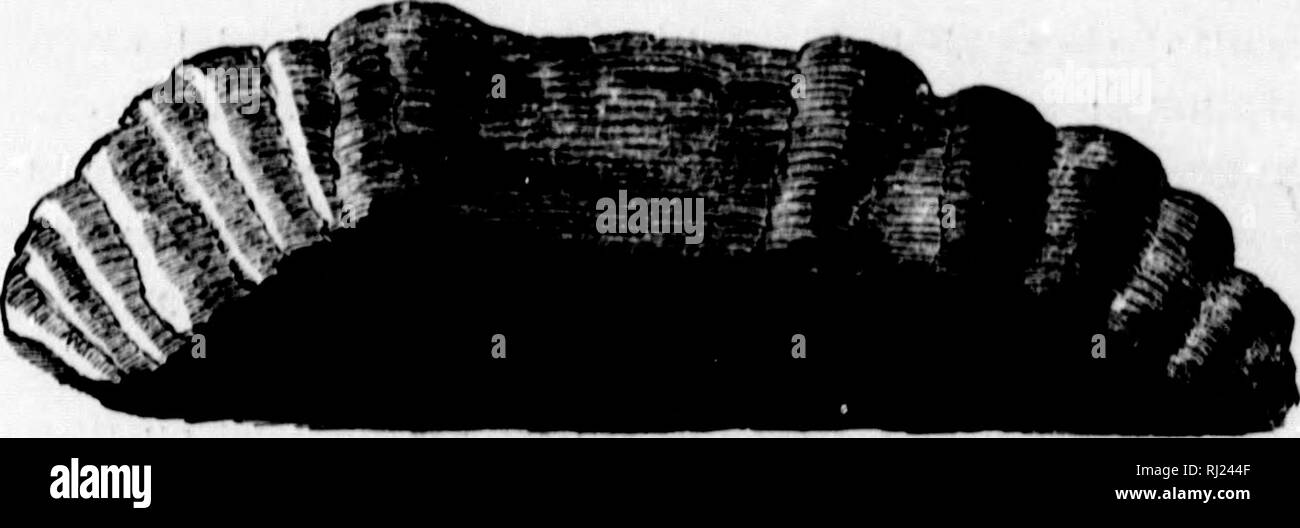 . Le castor américain et ses œuvres [microform]. Les castors ; Roulettes. V'' . ) ) 176 THB AMFRICAN UFAVER UHHortnu. Un d'entre eux, l'iti'soiiu qui incnsiiro tliroo* de und a demi de k>s^'tii, d'un pouce à un pouce et demi de largeur, et environ un quart de pouce dans thickneos. Fi&Lt ;}. ''O... Puce de castor. Iiixe naturelles. La représentation ci-dessus (Fig. 20) montre la face intérieure de l'un de ces jetons. À la fin de la droite sont six coupes distinctes, dont les deux premières arc mais la moitié de la largeur d'une seule dent ; tandis que de l'autre, qui est la plus charnue, il y a huit, dont certains d'un Banque D'Images