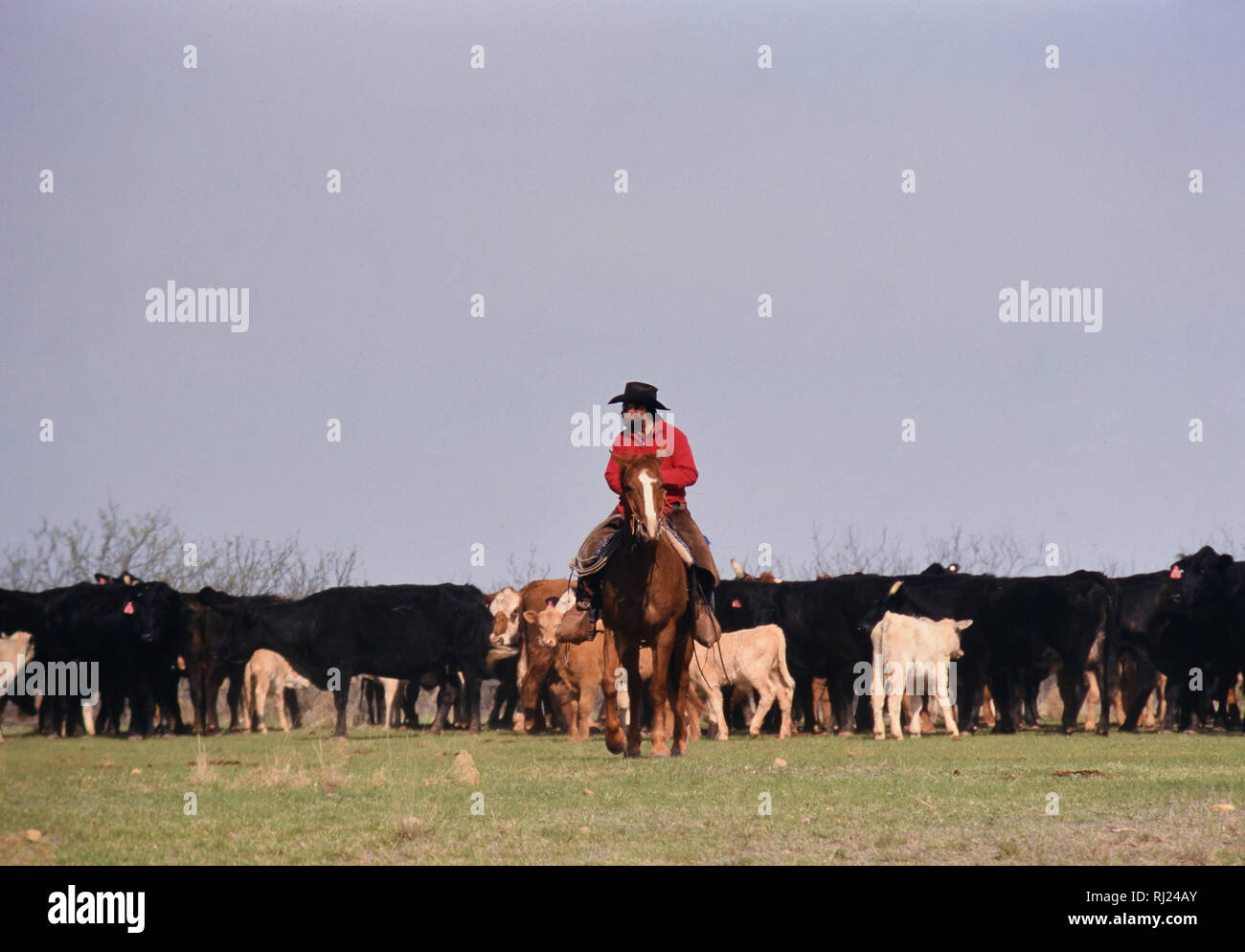 Cowboy travaillant sur un ranch du Texas près de Clarendon Texas, rassemblant des bovins avant de stigmatiser les veaux ca. 1999 Banque D'Images