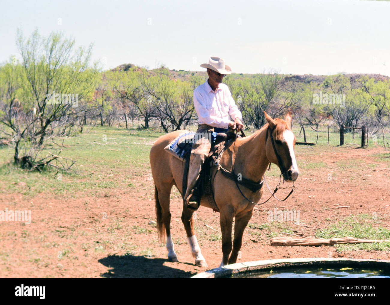 Cowboy à cheval dans un ranch au Texas au printemps round up et de promotion de l'époque - à l'abreuvoir Banque D'Images