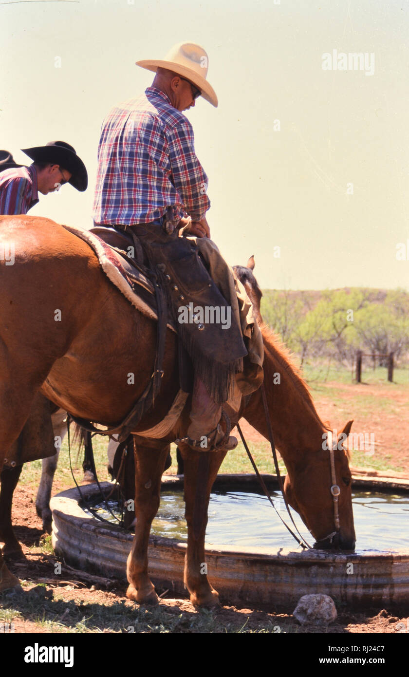 Cowboy à cheval dans un ranch au Texas au printemps round up et temps de marque Banque D'Images