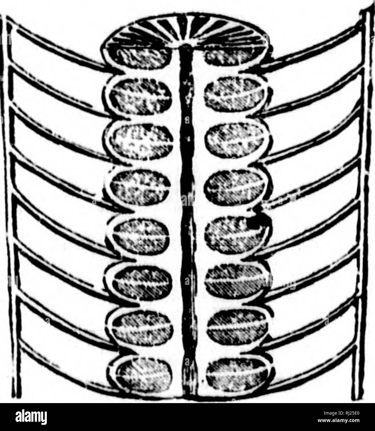 . La géologie et la paléontologie de l'Amérique du Nord pour l'utilisation d'amateurs, les étudiants et les scientifiques [microform]. La paléontologie, la paléontologie, la géologie, paléontologie ; paléontologie ; Géologie. Loi.] des céphalopodes. 431 chaque septum ont commencé à se former à la circonférence de la coquille, et s'approcha lentement le siphuncle comme l'animal meed avant dans le corps. Le siphuncle, étant un point d'attache musculaire, n'était pas libéré par l'animal entre deux .-iopta jusqu'à la face antérieure de l'un avaient été fermées par l'attachement à l'siphiiiicle, formant une chambre de soutien. Les coquilles fossiles sont très minces Banque D'Images