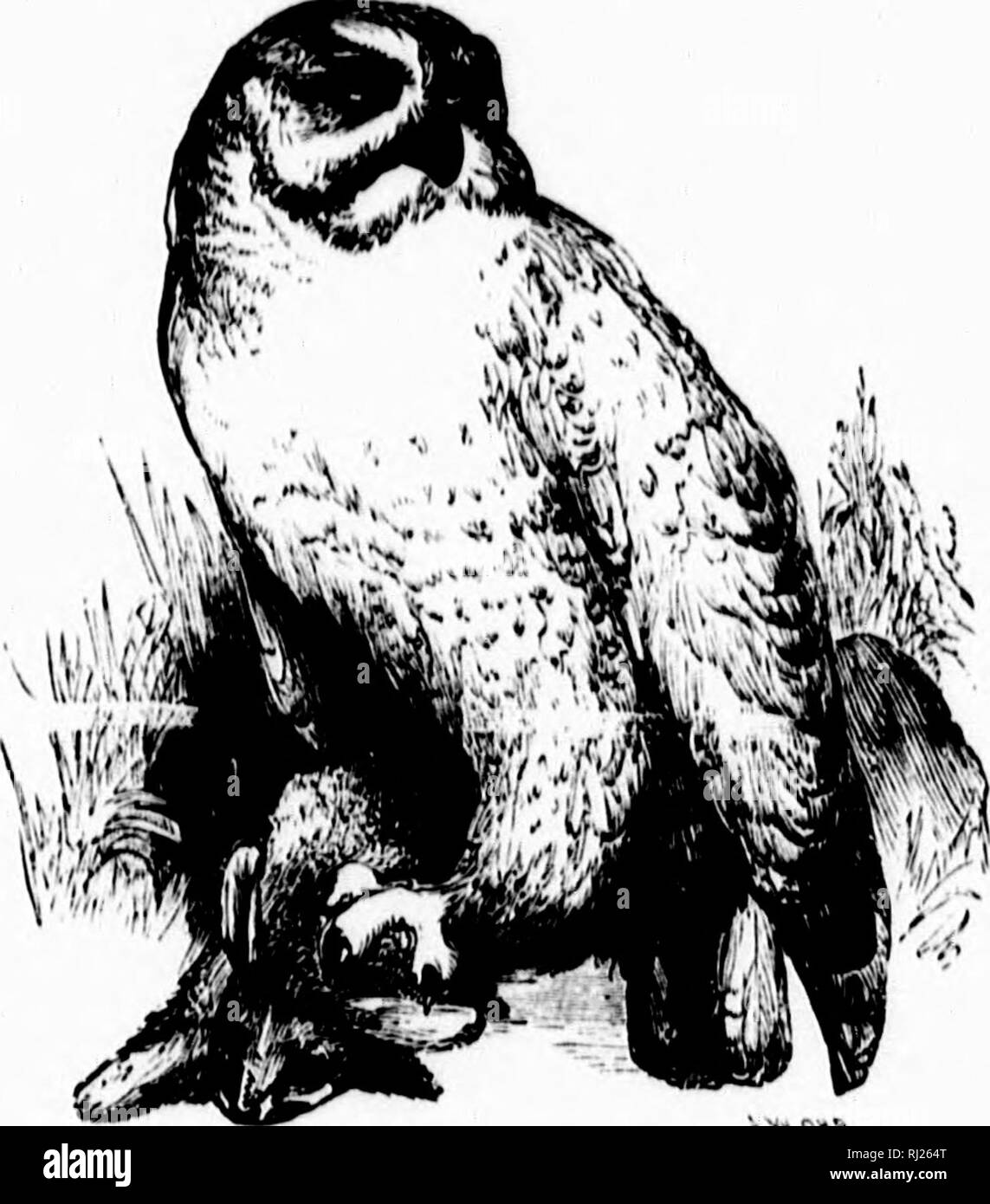 . Les mondes polaires et tropicales [microforme] : une description de l'homme et de la nature dans les régions équatoriales et polaires du globe : deux volumes en un seul : embracing a également un compte de l'expédition de tous les explorateurs de l'Arctique à partir de la découverte de l'Islande, plus il y a mille ans, à Hall's dernière expédition dans le nord du monde, ainsi que les belles découvertes et d'aventures d'Agassiz, Livingstone, Wallace, et d'autres éminents voyageurs dans les pays tropicaux. Les courses de l'Arctique ; Tropiques ; histoire naturelle ; Races arctiques ; RÃ©gions tropicales ; sciences naturelles ; la généalogie. AIUTK&qu Banque D'Images