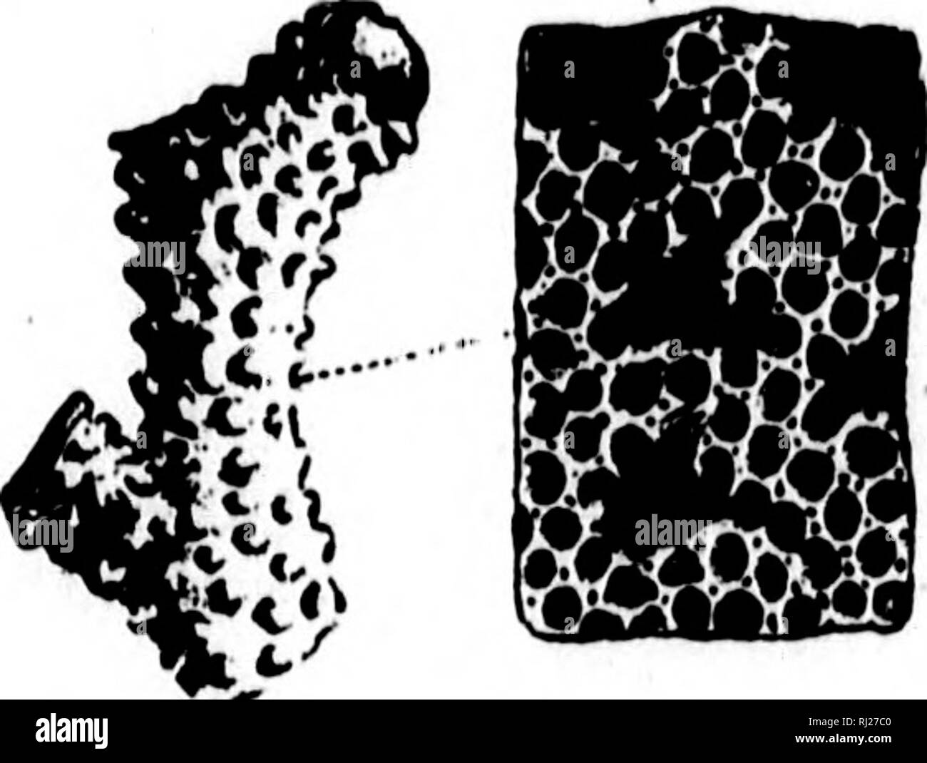 . La géologie et la paléontologie de l'Amérique du Nord pour l'utilisation d'amateurs, les étudiants et les scientifiques [microform]. La paléontologie, la paléontologie, la géologie, paléontologie ; paléontologie ; Géologie. fibrosa, Goldfuss. 1826, (Calamiipora fibrosa, germe). Petref., p. 82, Hud. Riv. et Clinton grs. tiliasa, D'Orbignv, 18.')0, Prodr. d. Pal., t. 1, p. 25, et Edwanis j&lt;c Haime, Pol. Foss.d. Terr. Pal., p. 2"16, Iliid. RiverUr. frondosa, D'Orhigny, 1850, Prodr. d. Pal., t. 1, p. 25, et l'Ohio Pal., tome 2, p. 20M. Hud. Riv. Gr. gracilig Batostomella, voir gracilis, grandis, Ulrich, 1880, Rép. 14 Geo. Sur. Au Minnesota, Banque D'Images