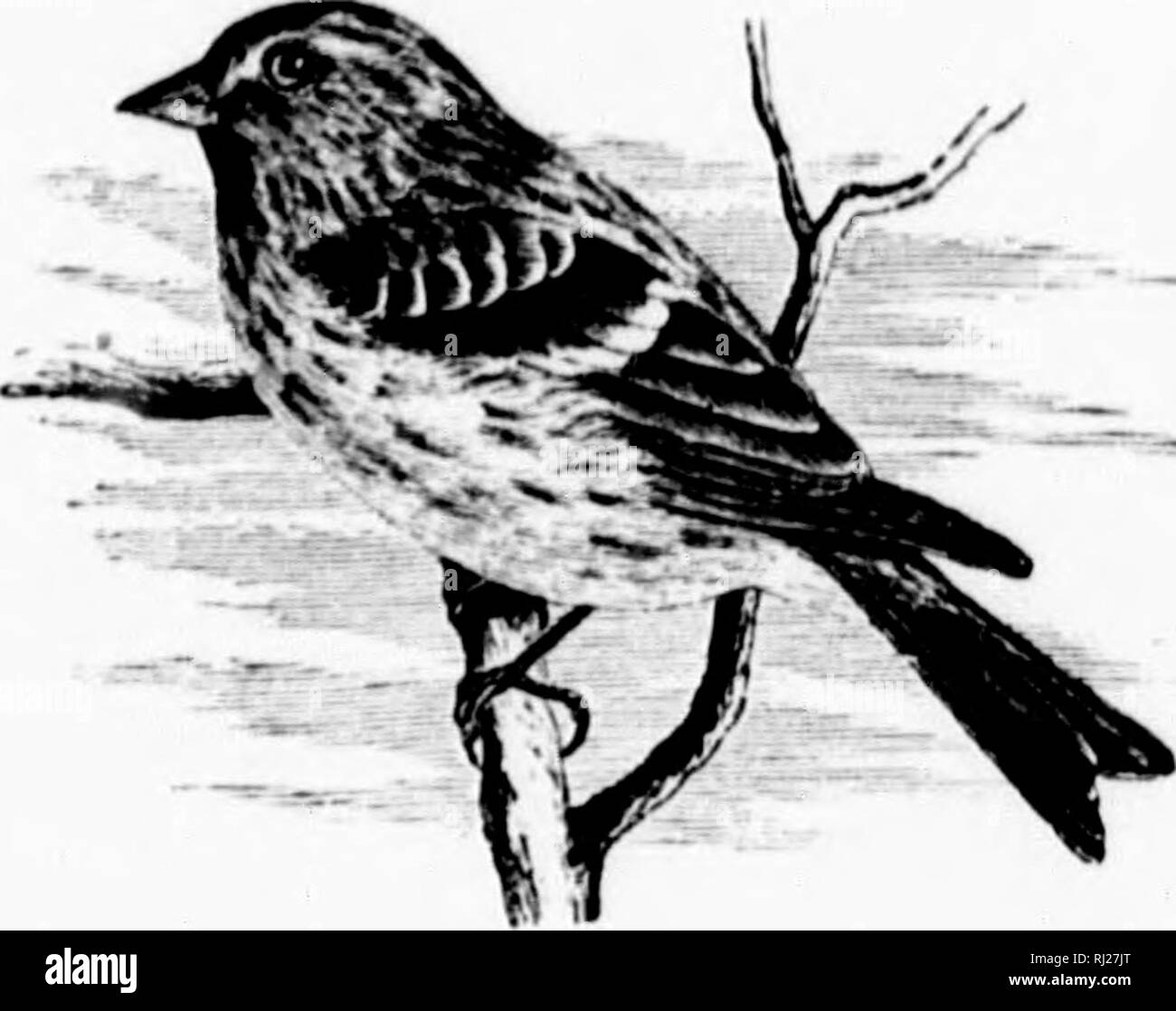 . Un manuel populaire de l'ornithologie de l'Est de l'Amérique du Nord [microforme]. Les oiseaux ; ornithologie ; Oiseaux ; Ornithologie. h une lestnut ; noir et blanc terne les lavés. 6 pouces, l'air, environ e uralization rapport à la lavande ; e nrcpared r. "C. Ilturc, Hart et hington dans Sparrow est lierated .dans &gt ;, afin que d'autres I 1853. En Angleterre être idred n ont été prises et de nouveaux n. À propos de il villes de voyous dans |e village, Lough certains faire inoittaims^l.) liber- jzed vere, il ressemble à ^, cependant, un ravageur.. Le sizerin flammé. Moindre Sizerin blanchâtre. Sizerin flammé LINNET. Pac'JHIS LlXAklA. CllAR. Au-dessus, gris brunâtre striée w Banque D'Images