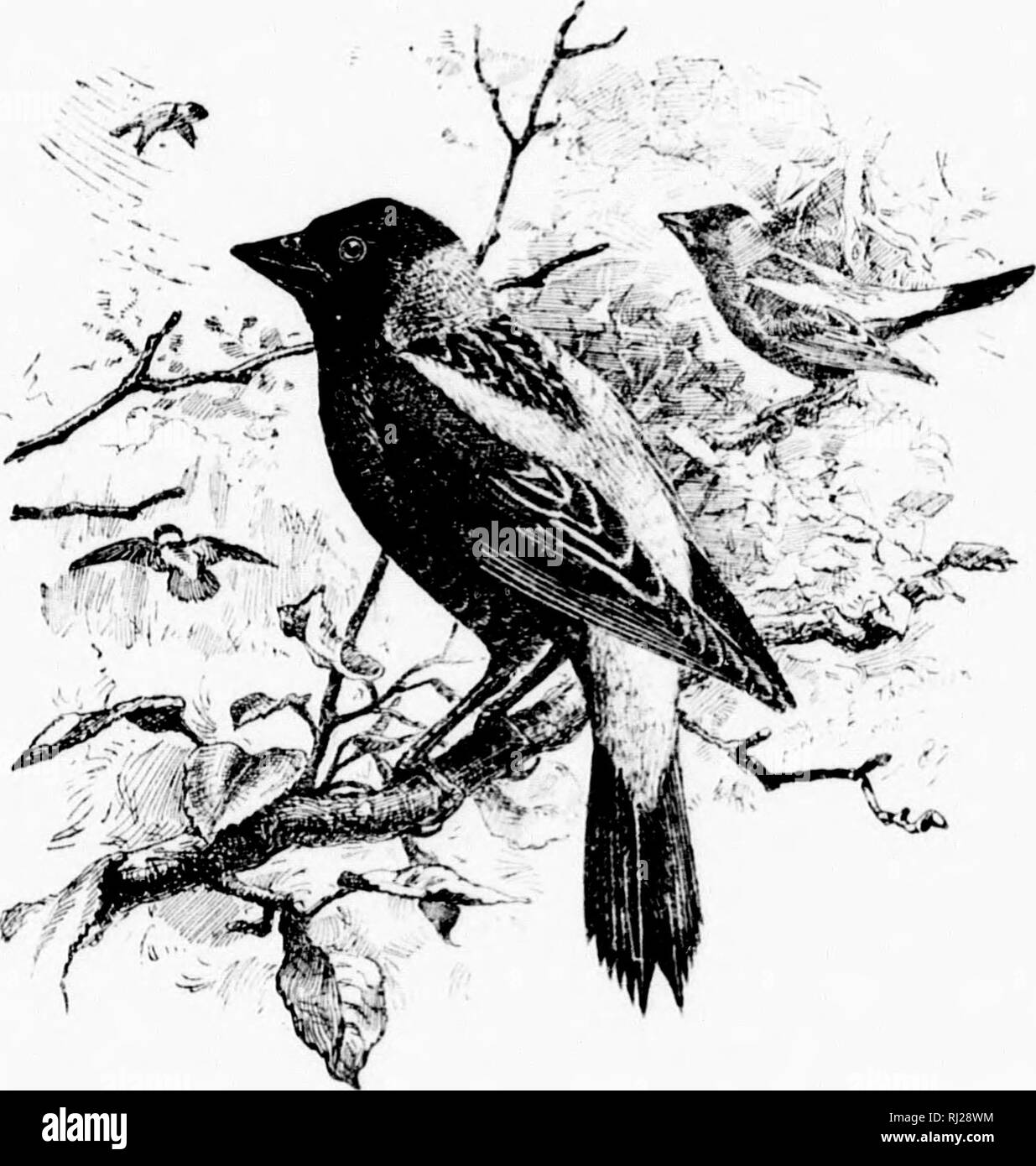 . Un manuel populaire de l'ornithologie de l'Est de l'Amérique du Nord [microforme]. Les oiseaux ; ornithologie ; Oiseaux ; Ornithologie. stliiig de nuit- '^^ l- Mh. r.OllOMNK. Oiseau de riz. IlLACKDlKD SKl'SK. MEADOW-WINK. J')()r.ICHONTX ORYZIVORIS. CilAK. Dans smninor Sexe masculin : noir ; dos de ht-a&lt;l et liiiul-nock bnt'f ; scapulaires, croupion et queue de|)er-caudales blanc cendré. En hiver mâle, femelle et d'vounc yellowisli ; : au-dessus, brown, sous p.iler, bntfv veldzes nams ; liglit stri]ic sur couronne. I.enptli^ 6' à 7'-i pouces. AVs/. Dans un pré : ni.ide d'herbe séchée. j^ ; : ;'-j. 4-6 ; blanc ou tjreen witli butr, teinte.il irreg Banque D'Images