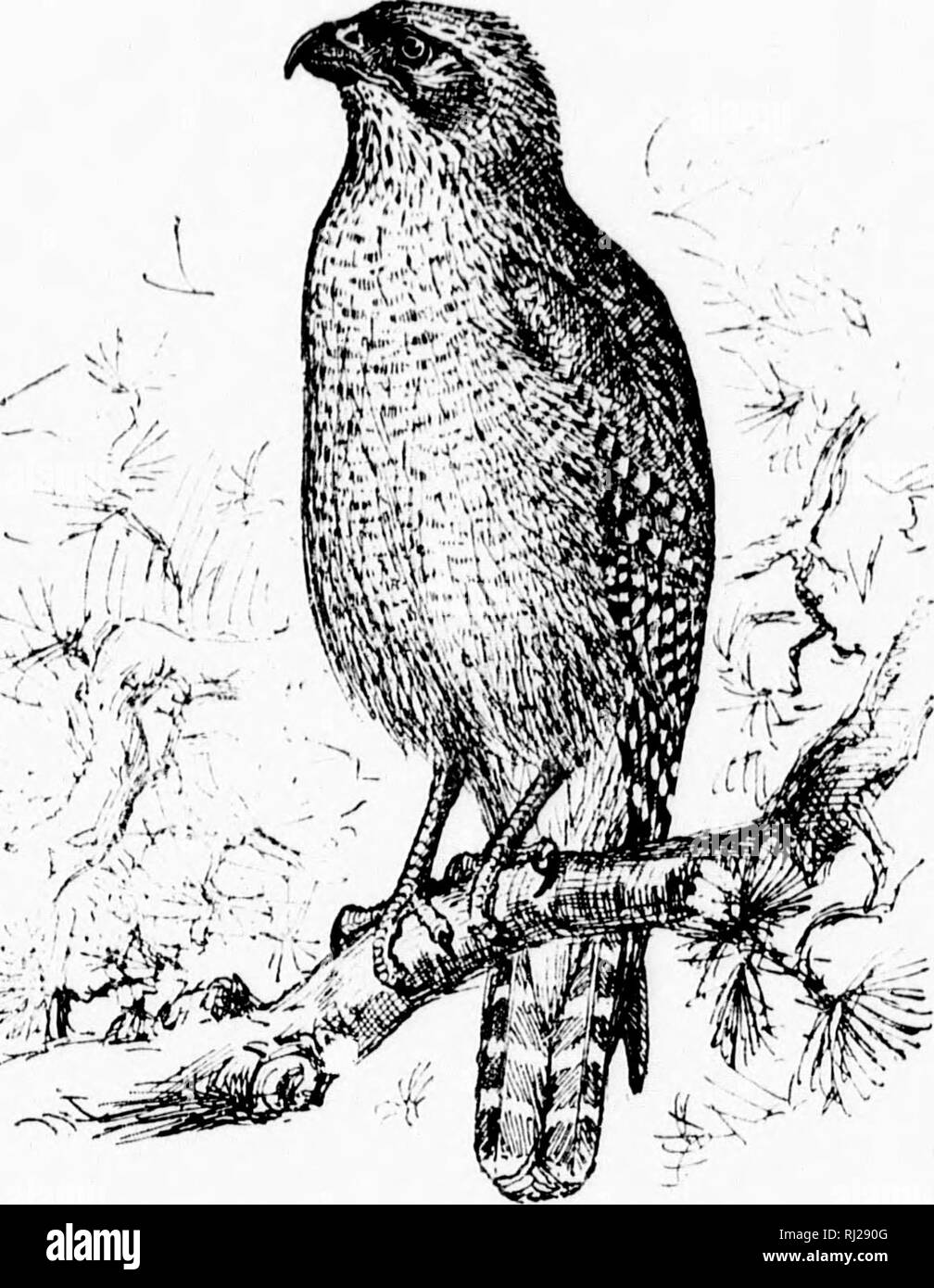 . Un manuel populaire de l'ornithologie de l'Est de l'Amérique du Nord [microforme]. Les oiseaux ; ornithologie ; Oiseaux ; Ornithologie. noii tioii ood u'ir rds, vak â au- )magnétoscope mly h de Tally. La Buse à épaulettes. HAWK d'hiver. O Burr.lineatus. ("Har. Des profils ; couleur brun rougeâtre foncé, Tête et cou ru- fous ; ci-dessous, plus léger, avec des rayures sombres et barres d'éclairage : ailes et queue noirs avec les barres blanches ; moindre wing-caudales marron. Les jeunes, avec peu de la teinte roux . ci-dessous, Buffy à rayures sombres, à l'ig longueur 22 pouces. jVesL dans un bois, des brindilles lâchement organisées, bordée d'herbe et de plumes. E Banque D'Images