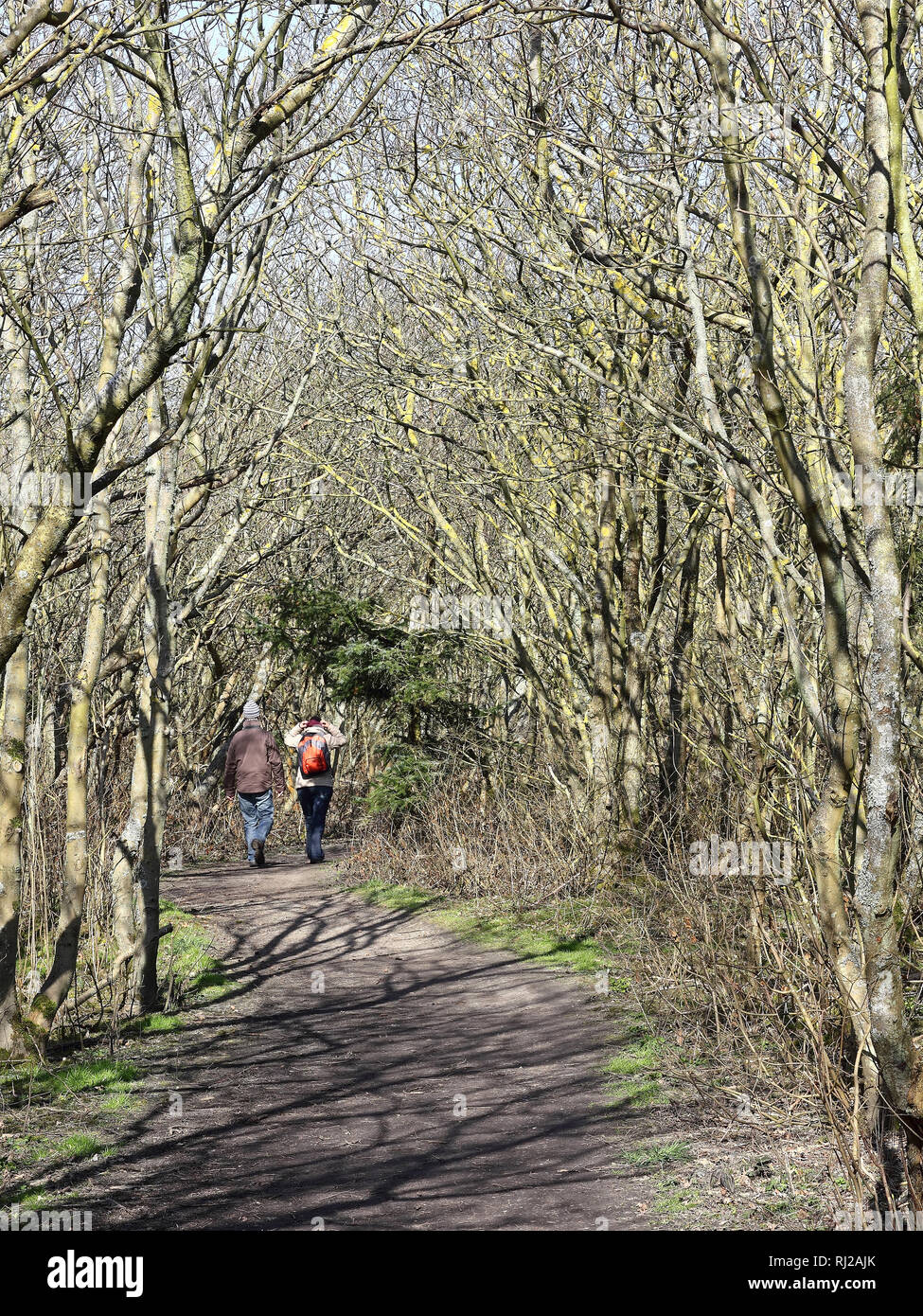Randonneur dans un bosquet au milieu des dunes de l'île de Sylt en Allemagne Banque D'Images