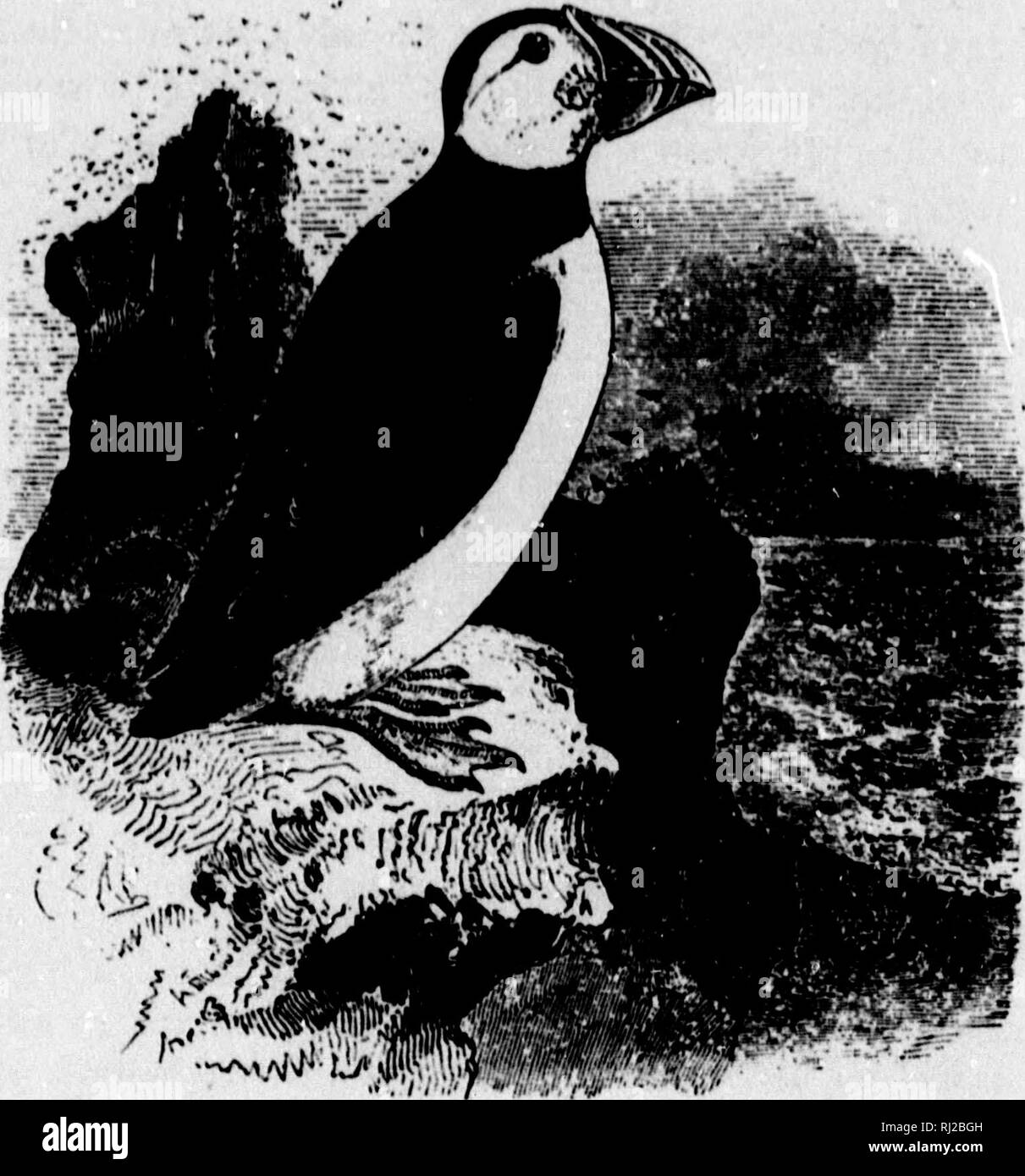 . Un manuel populaire de l'ornithologie de l'Est de l'Amérique du Nord [microforme]. Ornithologie ornithologie ; jeu ; jeu ; les oiseaux et de jeu et jeu-oiseaux, oiseaux d'eau ; l'eau-oiseaux ; Ornithologie ; Ornithologie ; Gibier, gibier, oiseaux aquatiques, oiseaux aquatiques. m h ai un w ai Macareux moine. Perroquet de mer. Fratercui^ ARCnCA, Char. Parties supérieures brun noirâtre ou noir, une bande de même dans le cou ; les joues et les parties inférieures blanches. Longueur environ 12 à ?""s. Un^fsf. Dans une crevasse d'une falaise ou dans un terrier. ^^. I ; blanc terne, marquée avec lilas et brun pâle ; moyenne si/e 2,40 X 1,70. Le Macareux moine est un inhabitan générale de t Banque D'Images