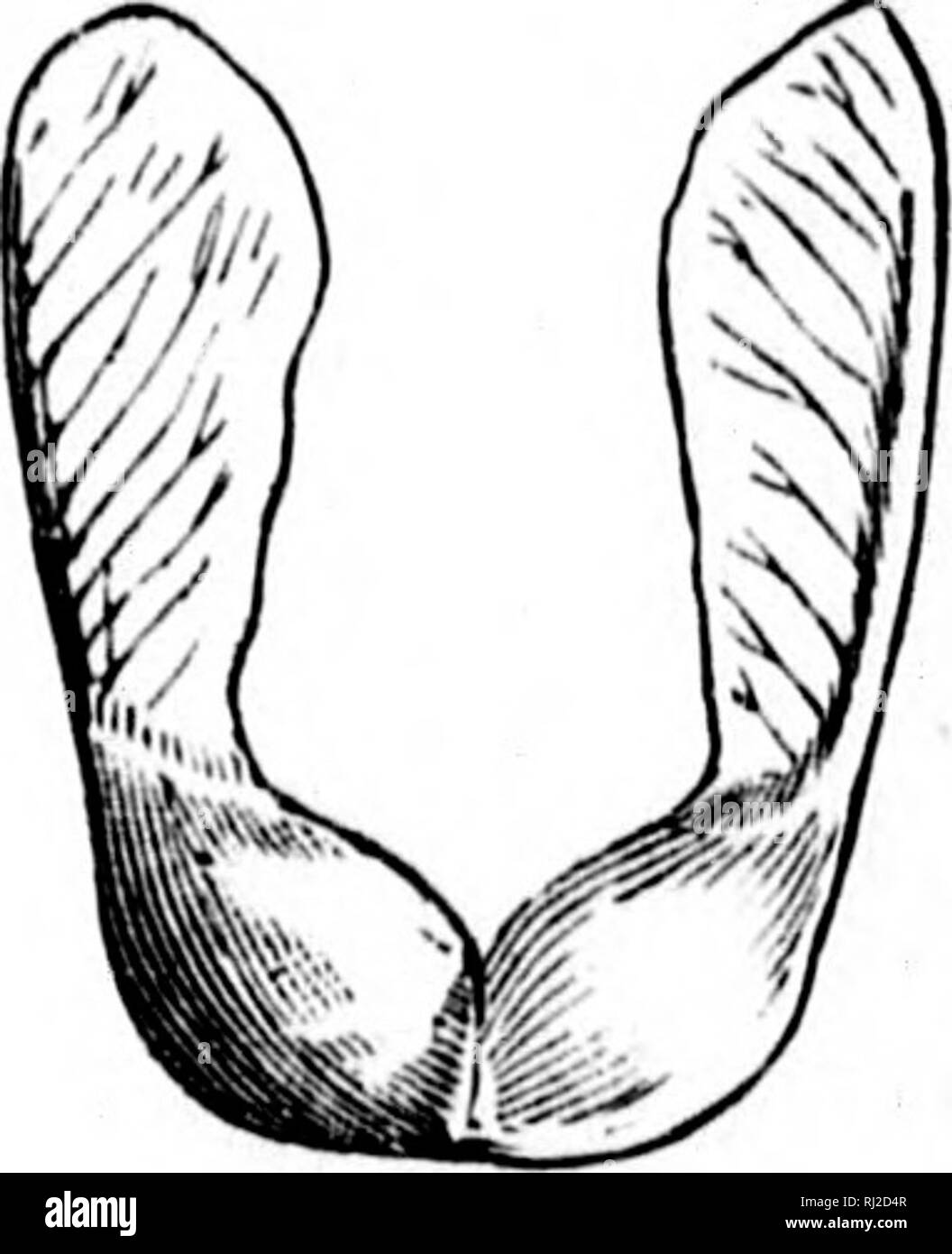 . Les éléments structurels de la botanique [microforme] : avec référence spéciale à l'étude des usines canadiennes, auquel s'ajoute une sélection de sujets d'examen. Anatomie végétale ; botanique ; plantes ; Botanique. . Veuillez noter que ces images sont extraites de la page numérisée des images qui peuvent avoir été retouchées numériquement pour plus de lisibilité - coloration et l'aspect de ces illustrations ne peut pas parfaitement ressembler à l'œuvre originale.. Spotton, H. B. (Henry Byron), 1844-1933. Toronto : W. J. Gage Banque D'Images