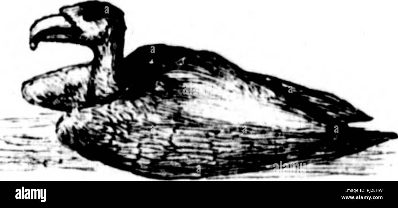 . Errances en Amérique du Sud, le nord-ouest des États-Unis et des Antilles dans les années 1812, 1816, 1820 &AMP ; 1824 [microforme] : avec des instructions d'origine pour la parfaite conservation des oiseaux, etc. pour les armoires de l'histoire naturelle. Zoologie Zoologie ;. Exposé des index. 485 m )le Treo, •er sur les pages d'arbres. 'Rfuraed, et très peu plus d'un, (fourni par de cet oiseau ?lsg entre l'Aura Vulture, populairement connu comme la Turquie Buzzard, est très commun dans son propre pays, et dans les endroits civilisés est protégé par la loi, en raison de sa valeur comme scavenfier. Les États, en Waterton corrob Banque D'Images