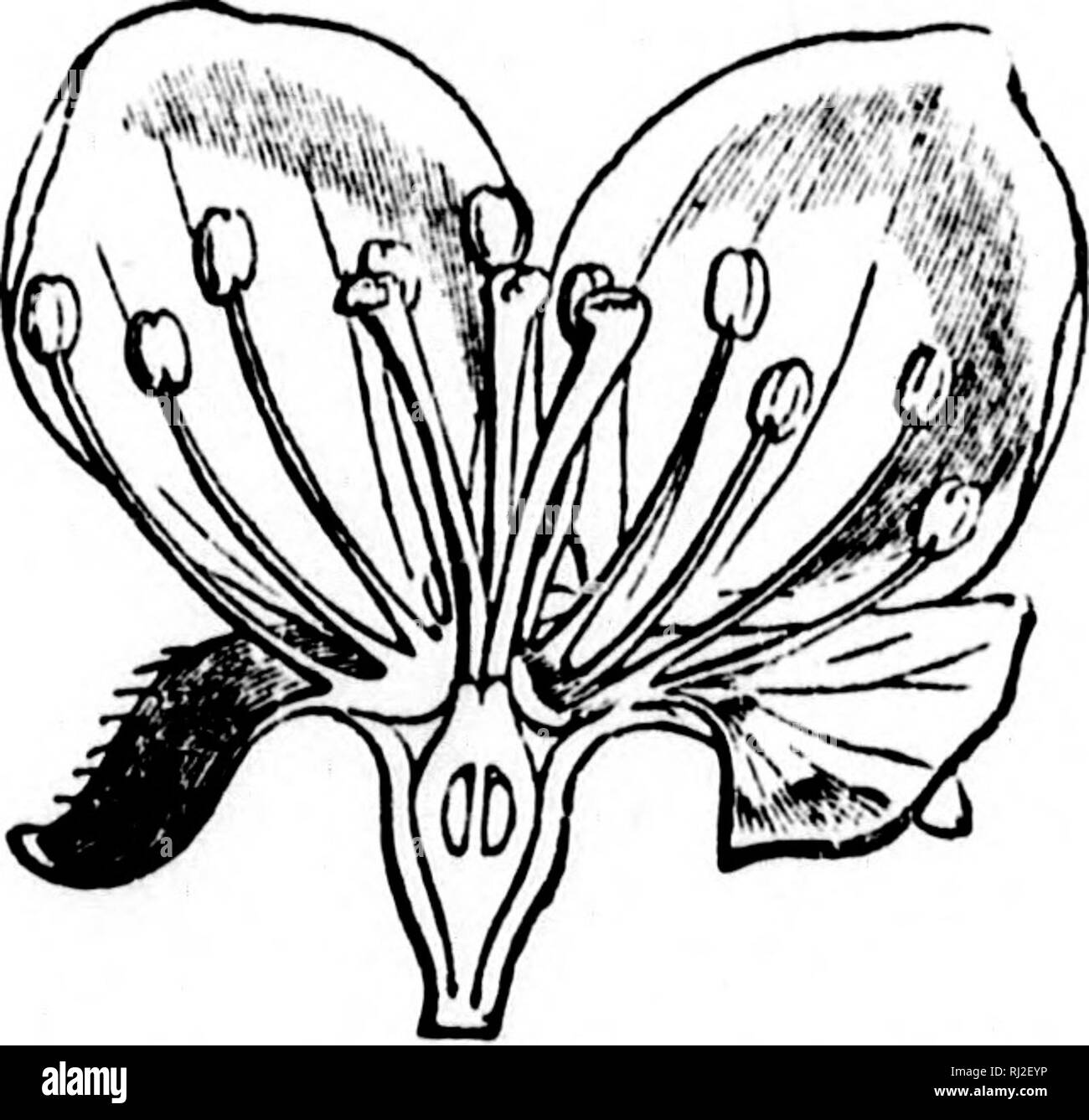 . Les fleurs et leurs pedigrees [microform]. Fleurs ; fleurs ; Fleurs ; Fleurs. Un Faniily l'histoire. 221 Cependant, de la semence navire lui-même devenir doux et succulent, le calice ou extérieure couvrant des pétales de fleurs a couvert les carpelles ou jeunes même dans les navires de semences, fleurs et a puis gonflé en une sorte de vitre-comme des fruits. Le cas, en effet, n'est pas contrairement à celle de la fraise, seulement qu'ici la manette s'est élargie vers l'extérieur autour de la fleur et les graines non commerçante, au lieu de simplement l'enflure. Fig. 47.-section verticale d'Apple-Blossom. En un patron et en les intégrant. Dans l Banque D'Images