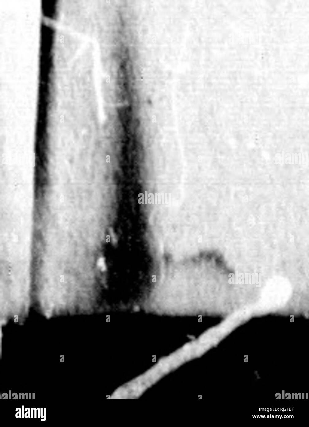 Un Jardin Botanique Note Book A L Usage Des Etudiants De Botanique Pratique Microform Botanique Plantes