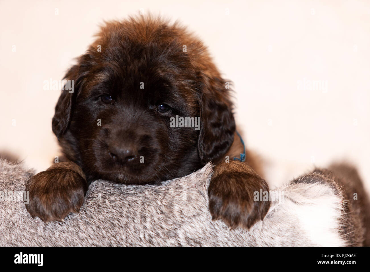 Adorable petit chiot de 2 mois, de Leonberg, est assis à l'intérieur beige background Banque D'Images