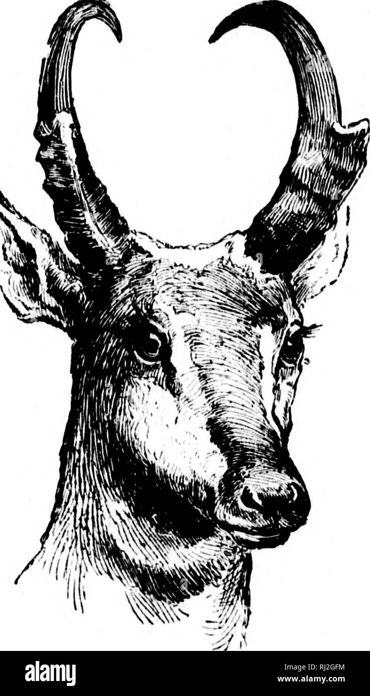 . Pêche / Tir le long de la ligne de chemin de fer du Canadien Pacifique, dans les provinces de l'Ontario, du Québec, de la Colombie-Britannique, les provinces Maritimes, et les prairies et montagnes de l'Ouest canadien [microforme]. Pêche, chasse, pêche sportive, chasse.  !&Gt ;- L'NMjRrilWKST. 53 o V, p o o x o y. a o  = ; Ri'Kina, l.on^» icachi est le lac.'d, où diuk et "cliickiMis" va-t-il constaté. Rusli Lake est l'un des tinesi poinls pour j.;eese, canard, et d'autres oiseaux watei dans tout le pays. Ils s'en vont là en prtxligiousnundjcrs, et j'ai ici a peu de meilleurs endroits pour un camping i)arty. Banque D'Images