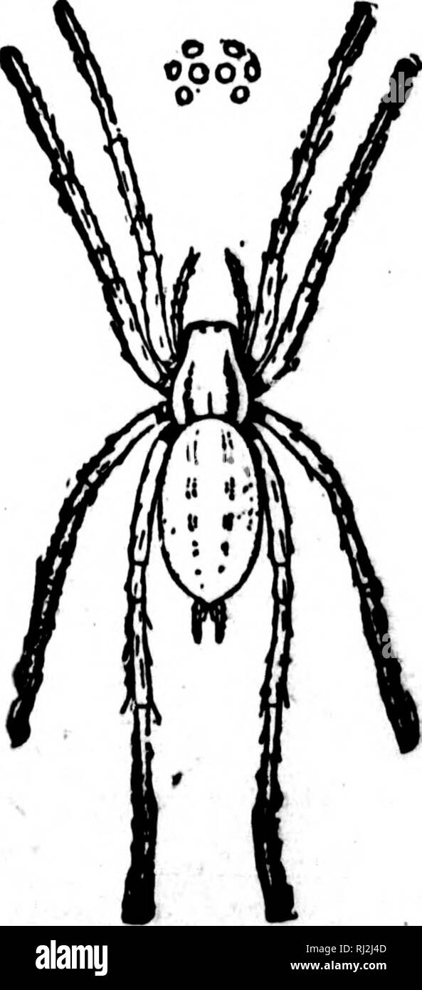 . Une introduction à la zoologie [microforme] : pour l'utilisation de hautes écoles. Zoologie Zoologie ;. développement de ces derniers semblent^ J)oint à son étant plus étroitement allié à Arachnides Ike. Cette ressemblance est plus fort au Scorpions (Fig. 136), un gi'oupof Arach- nida confinée à la zone plus chaude de l'Ancien et du Nouveau Monde. Dans ces les appendices du céphalothorax sont similaires à ceux de tests, les deux premières paires(et chelicerse pedipalpi) agissant comme jaws et bras préhensile, tandis que les autres sont des pattes. La Respiration est réalisée par quatre du seau de "poumons", qui sont empreintes sur Banque D'Images