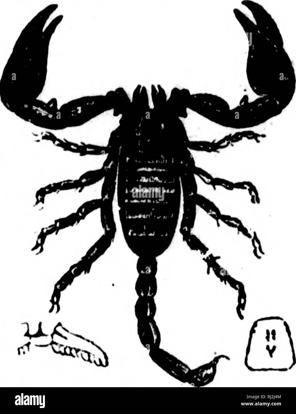 . Une introduction à la zoologie [microforme] : pour l'utilisation de hautes écoles. Zoologie Zoologie ;. 202 HIGH SCHOOL la zoologie. Iv" ^1- Nii 'I. développement de ces derniers semblent^ J)oint à son étant plus étroitement allié à Arachnides Ike. Cette ressemblance est plus fort au Scorpions (Fig. 136), un gi'oupof Arach- nida confinée à la zone plus chaude de l'Ancien et du Nouveau Monde. Dans ces les appendices du céphalothorax sont similaires à ceux de tests, les deux premières paires(et chelicerse pedipalpi) agissant comme jaws et bras préhensile, tandis que les autres sont des pattes. La Respiration est réalisée par quatre du seau de Banque D'Images