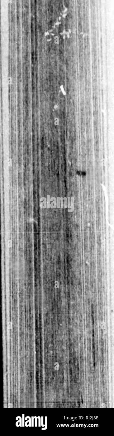 Cours A C La C Mentaire De Botanique Et Flore Du Canada A L Usage Des Maisons D A C Ducation Microform Botanique Plantes Botanique Les Plantes Moyooottladonks Aamaoars 264 Ot 20 Ebaobostis Eragroita Beauvais