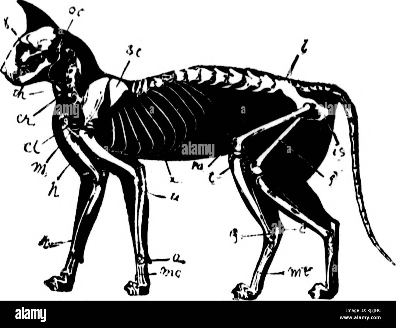 . Une introduction à la zoologie [microforme] : pour l'utilisation de hautes écoles. Zoologie Zoologie ;. S ÉLEVÉ( !BIT()L ZOOLO&lt;JY. 117. Fig. 102.-squelette de Cat (après Strauss-Durkheim.) 00, Occfpital ri"l ; ?e ; sc, scaimlu ; il, ilium ; Ih, isc-himu ; f, ft'imir ; pa, putclla ; t, tibia, péroné, fl ; ch. cnlcaiiouni nietatursuH ; int, iiiu, inetacar ;]mH ; a, pisifonn ; r, nulius ; u, cubitus ; h, buiiierns xipiioid ; x, le cartilage ; dans inanubriuui stenii ; cl, clavicule. ; ou, de la thyroïde, cricoïde ; e. le sternum présente plus de traces de son mode original de formation qu'il ne l'est même dans les reptiles. Ainsi, dans le chat, il est comp Banque D'Images