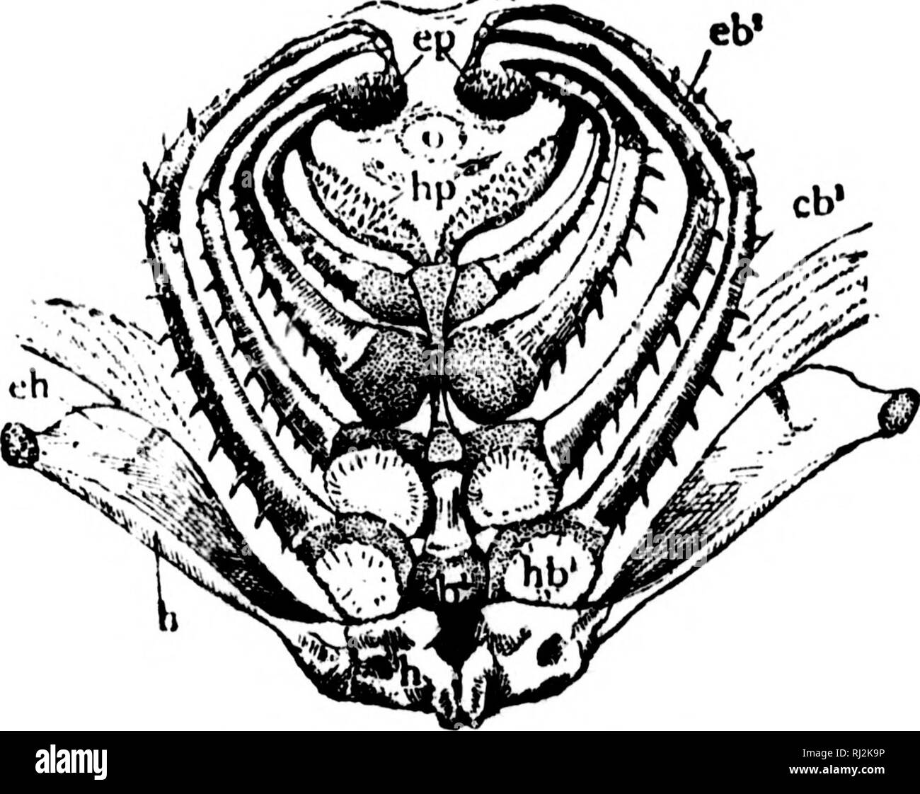 . Une introduction à la zoologie [microforme] : pour l'utilisation de hautes écoles. Zoologie Zoologie ;. MT 26 HIGH SCHOOL la zoologie.  !' ! L !tl 25. Vory semblable dans constniction à l'arc hyoïdien aro tho succooding cinq arcs branchiaux, les extrémités supérieures des malades sous la courbe qui le crâne, jusqu'à la base de laquelle ils sont fixés par les muscles et ligaments, tandis que la partie inférieure deux bouts dans l'tioor de la bouche, de l'Epi- et- branchials forme offrent la plus grande partie de l'arche mais tjach tho extrémités supérieures sont formées d'branchials pharyngo-, et de l'hypo-bas^ branchials, unis par certaines pièces non appariées, le basi-iiials, ; bran Banque D'Images