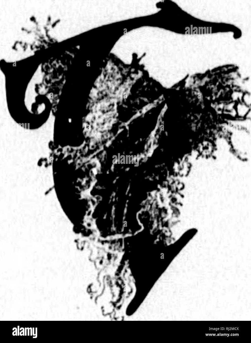 . Le Sportsman's paradise, ou des terres, le lac du Canada [microforme]. La chasse, la pêche, chasse, pêche sportive. 20 THE SPORTSMAN'S PARADISE ; CHAPITRE II. J'ai trois médecins à la recherche de Sport-Nos guides-Le chef, et le MAG-net QUI LUI CONTRÔLÉ-FONTAINE-FisHINC ! Le dimanche, et les résultats qui ont suivi une violation du droit canadien chef joiin en disgrâce-Échec de ses plans.. Il désire l'auteur préface cette narra- tion avec l'énoncé que près de neuf années se sont écoulées depuis ces événements s'est passé, et, dans la mesure où aucune note n'a été prise au moment de l'se produire- rences, il peut être n Banque D'Images
