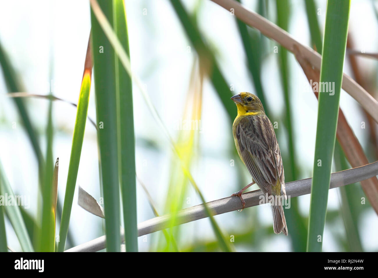 Jaune verdâtre-finch (Sicalis luteola), perché sur les rives des milieux humides sur les roseaux Banque D'Images
