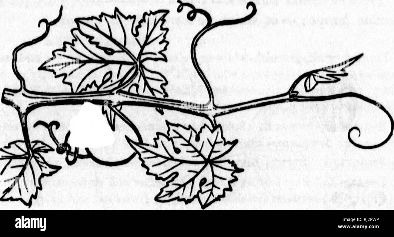 . Comment les plantes poussent [microforme] : une introduction de botanique : structurels avec une flore populaire, ou un arrangement et description des plantes communes, à la fois sauvage et cultivée : illustrée par 500 gravures sur bois. Botanique ; Botanique. Openlnf Fleur ve. 841. Smnt. avec tli&lt;je pt(nl( tombé. 889. Twif de Onpa-vhi*. 29. Famille. Pour RHAMNACEiE. Les plantes ligneuses, à feuilles alternes, simples, connues en ayant les étamines comme manj comme les petits pétales (4 ou 5) et un avant de chacun d'eux, à la fois insérée sur le calice ou sur une tasse charnue qui borde le tube du calice ; les lobes de la dernière Banque D'Images