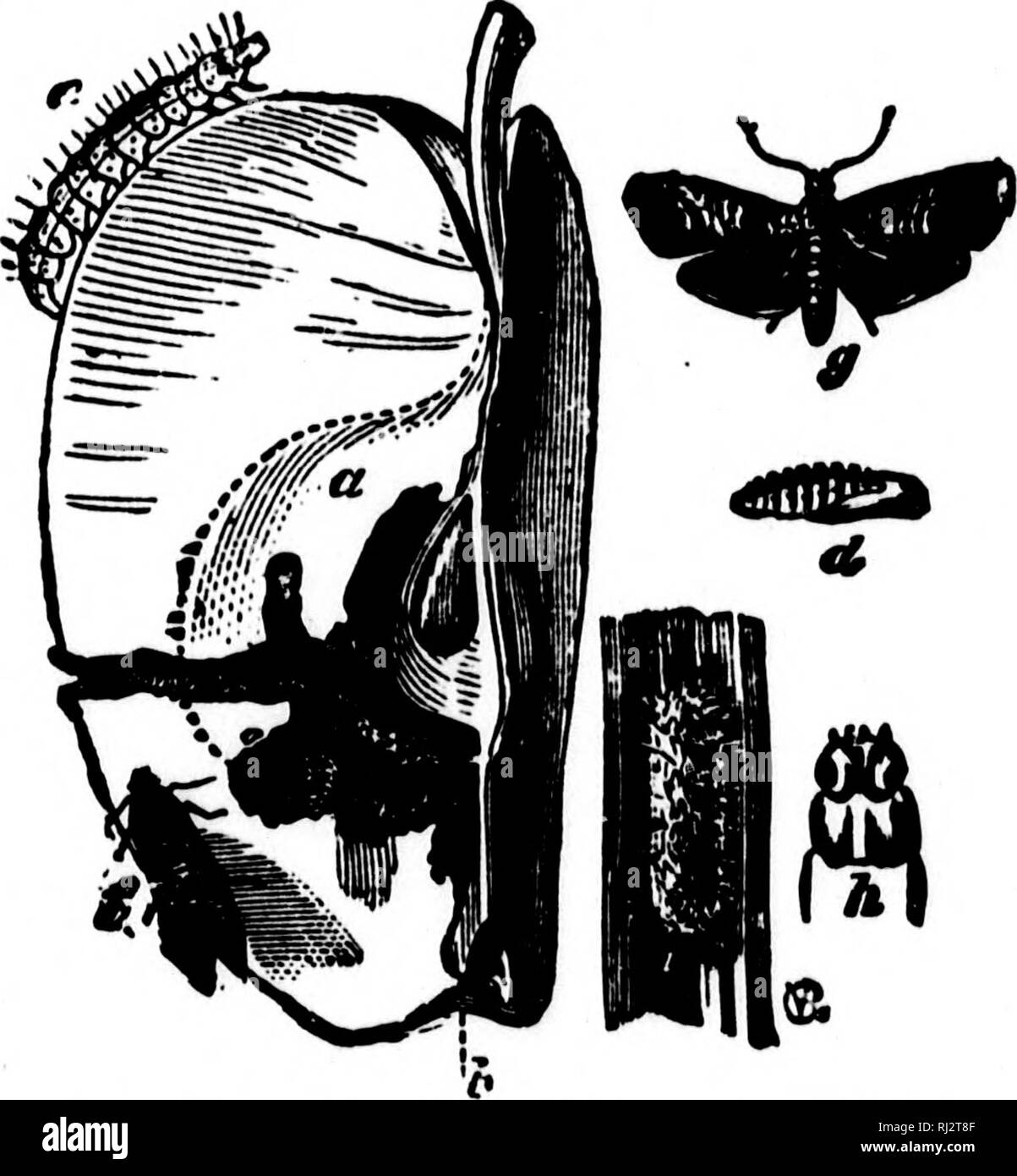 . L'agriculture pratique [microform]. L'agriculture ; l'Agriculture. Les INSECTES DU VERGER. «^ B 3 deux ou trois fois par jour pour se nourrir. Par conséquent, nous devrions être care- ful pour voir qu'ils sont tous à la maison, avant que les nids sont re- déplacé. La pulvérisation avec vert Paris vous aidera à détruire toutes les chenilles mangent les feuilles-. La Carpocapse.-carpocapse est un vieux mot pour un cuisinier- ing apple. Nous savons ce qu'une espèce est (voir pages 77 et 78). Nous avons vu une pomme avec un ver sombre trou dans lui, et nous avons réduit l'apple ouvertes et ont trouvé le petit ver blanc à l'intérieur. Maintenant pour son histoire. Dans notre illustration, fig. 59, g est Banque D'Images