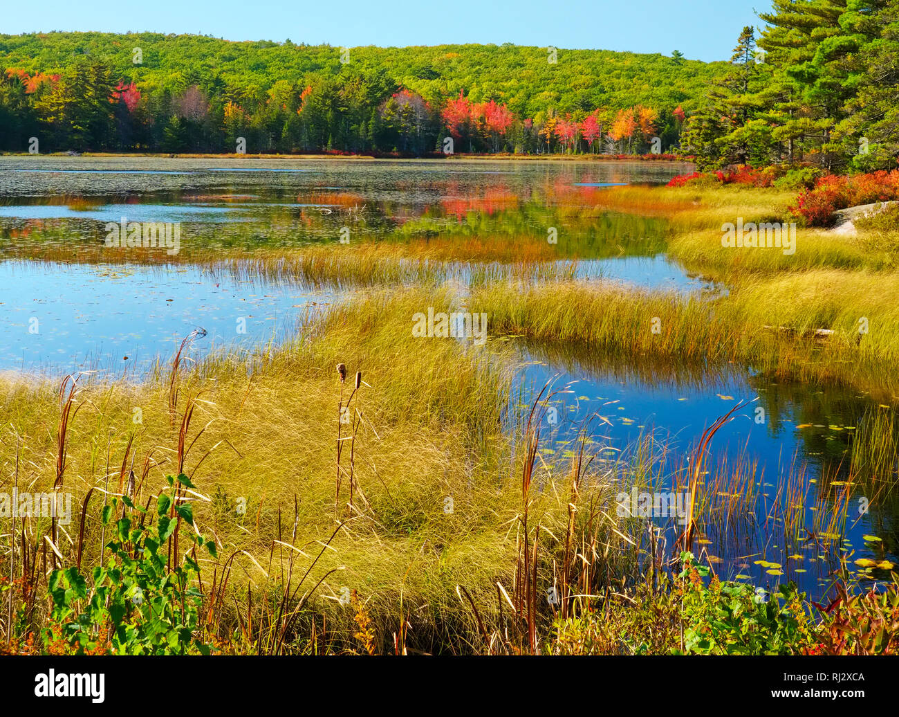 Tante Betty's Pond, route près de Post 11, le parc national Acadia, Mount Desert Island, Maine, USA Banque D'Images