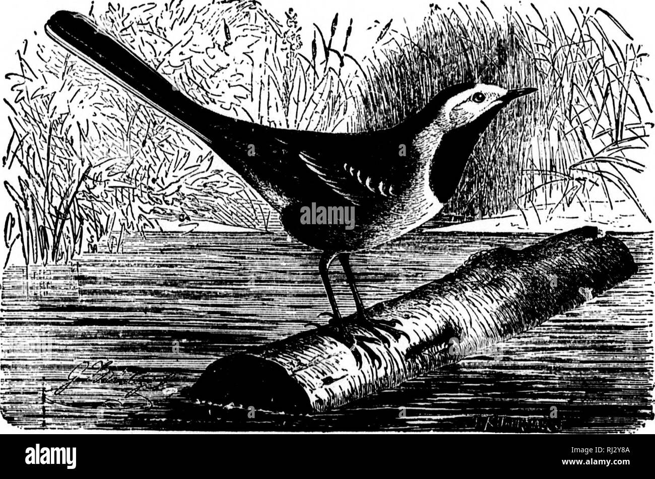 . Les nids et les œufs des oiseaux de l'Amérique du Nord [microforme]. L'ornithologie, les oiseaux, ornithologie, Oiseaux. I I I 458 ^E8T8 ET E008 de roux-cannelle et quelques points d'héliotrope mauve-lavande pâle des anc. Ceux-ci forment une couronne autour du plus grand effet. Ils ressemblent à l'Helminthophila IucUb d'oeufs et H. vinjiniw dans une certaine mesure."* 691. WARBLEB ROUGE. Ruber (Ergaticua. Swains) geog. Dist.-Highlands du Mexique. Texas (Giraud). Cette paruline rouge sombre est un habitant du Mexique et est enregistré aussi loin au nord que le sud du Texas par Giraud. Son nid et les oeufs sont inconnus. [692.] BBASHEB WABBLEB LA. Basileuter Banque D'Images