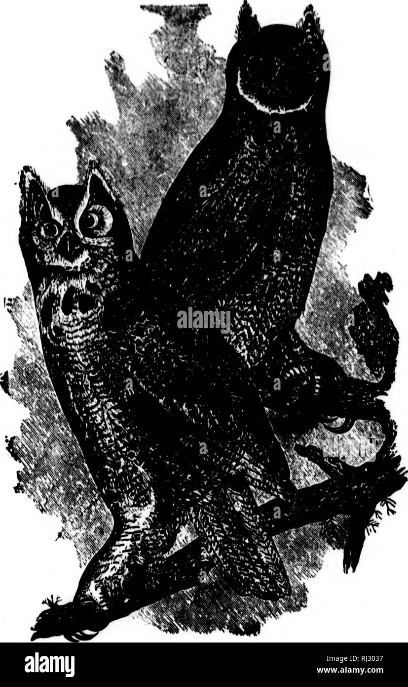 . Les nids et les œufs des oiseaux de l'Amérique du Nord [microforme]. L'ornithologie, les oiseaux, ornithologie, Oiseaux. SasTs 242 Asn de koa sa depredatloDH Xhcic Htid fait iinionK l'arc de la volaille bien connus. Rahliltn, rur- OonR wcaselB ( !,. le vison et othor j|. iuidnipodH orcasionul avec un grouHc ou caille, constituent une partie de ce largo l)ird'8 l'alimentation. La pierre, fourrure et d'fealherH animalB theao. et d'autres aliments d'rofiine qu il trouve dans son nid à plus ou moins d'abondance, et le neatitnc plnres sont souvent imprégnés d'aiKo l'odeur de. 375. Curat Hornkd Owl (après Audubon). la skunk. Cet oiseau ne Banque D'Images
