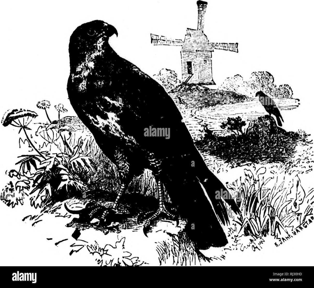 . Les nids et les œufs des oiseaux de l'Amérique du Nord [microforme]. L'ornithologie, les oiseaux, ornithologie, Oiseaux. y'ORTn AMr:niCAN nrnni--. 207. 33fi'Brehni Buzzard (De) quadrupèdes, l'écureuil roux, spermophiles et moles, masse et le reste de ces rongeurs peuvent toujours être trouvés dans ce nid d'containfng les jeunes. Le Hawk sera toujours trouvé commun où ces petits animaux sont les plus abondants. Le nid est placé dans de hauts arbres dans un lieu clos, c'est largo et volumineux, bien que relativement superficielle ; faites de branches et de brindilles, mixte avec tosclhcr-maïs décortique, grans, mousse, et à l'intérieur peut être trouvé quelques f Banque D'Images