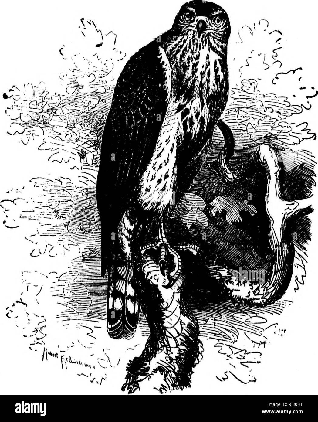 . Les nids et les œufs des oiseaux de l'Amérique du Nord [microforme]. L'ornithologie, les oiseaux, ornithologie, Oiseaux. Asa'77/:UI UI(Une ItlUltS. 205 334. Autour de l'Amérique. Arciintcr atrirapillus (Wils.) geog. Dist â le Nord et l'Est de l'Amérique Norlh ; la moitié nord des Etats-Unis, d'un résident d'hiver dans certaines régions. Un grand et bel hawkâcue des plus symétrique en contours de la famille ; reproduisent principalement nord des États-Unis. Ses lieux de reproduction sont généralement en bois épais, l'evergreen nid d'être placés dans des grands arbres de la pruche ; c'est encombrant et composé de bois, de brindilles et de mauvaises herbes, bordée de bar Banque D'Images