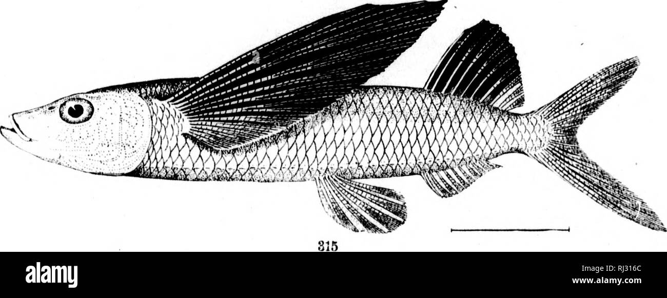 . Les poissons d'Amérique du Nord et l'Amérique Moyenne [microforme] : un catalogue descriptif des espèces de poissons-comme les vertébrés trouvés dans les eaux d'Amérique du Nord, au nord de l'Isthme de Panama. Poissons, poissons, poissons, poissons. 312. HYI'OKIIAMI noHEIMI'UUS. (P. 721.) 3i;j'Hemiramimhs asilii{ui-:n.&gt ;^est. (P. 722.) 311. SCOMIIHK SAIHUS ..SOX. (P. 725.) 315. roUlATUU ACLTl S. (P. 728.). Veuillez noter que ces images sont extraites de la page numérisée des images qui peuvent avoir été retouchées numériquement pour plus de lisibilité - coloration et l'aspect de ces illustrations ne peut pas parfaitement ressembler à l'original w Banque D'Images