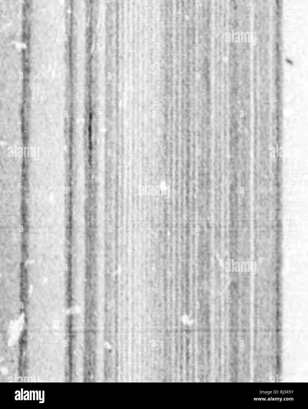 . Les insectes fossiles d'Amérique du Nord, avec des notes sur quelques espèces européennes [microform]. Les insectes, les combustibles ; insectes ; insectes fossiles ; Insectes. Lithomylacris nov. gen. {{•À./, /wkaxpi^ ;). Mediiistinal la veine de la partie supérieure se compose d'ailes sur les pousses principales, seulement deux ou trois de ces fourchette et généralement près de la base, tous d'eux tout droit ou légèrement courbées, et s'étendant jusqu'à l'extérieur des distances variables le long de la marge costale, mais généralement au-delà du milieu de l'aile ; le point vers lequel convergent les branclios isiderably/co est plus proche de l'intérieur ;han la costal ma Banque D'Images