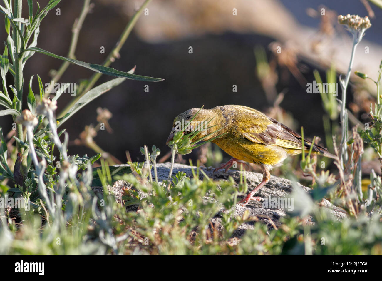 Photo détaillée d'une consommation de l'herbe Verdier Banque D'Images