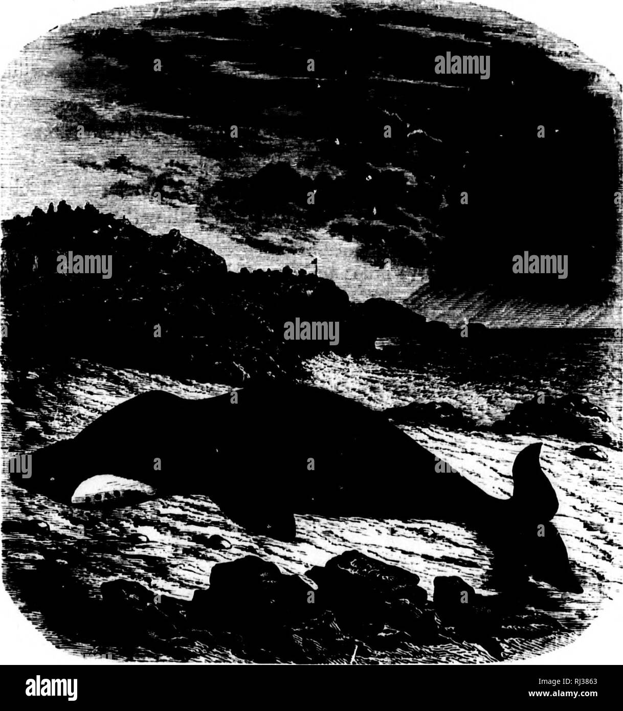 . La mer [microforme] : en remuant son histoire d'aventure, de danger &AMP ; l'héroïsme. Tourisme d'aventure ; voyages et voyages ; Ocean ; Aventures et aventuriers ; voyages ; Océan. La baleine. 181 Le spectacle qui s'est échappé, mais le jeune était pris^ et d'un dessin d'un squelette du dernier MM. Eschricht et Rheinhardt, de Copenhague, sont convaincus qu'il appartenait à une espèce distincte de la baleine du Groenland j afin que le nom de * mysticète" a été appliquée à plusieurs baleines.'' le cachalot, dit Maury, est un animal de l'eau chaude ; les délices des baleines rigides à l'eau froide. Le journal de livres de l'un Banque D'Images