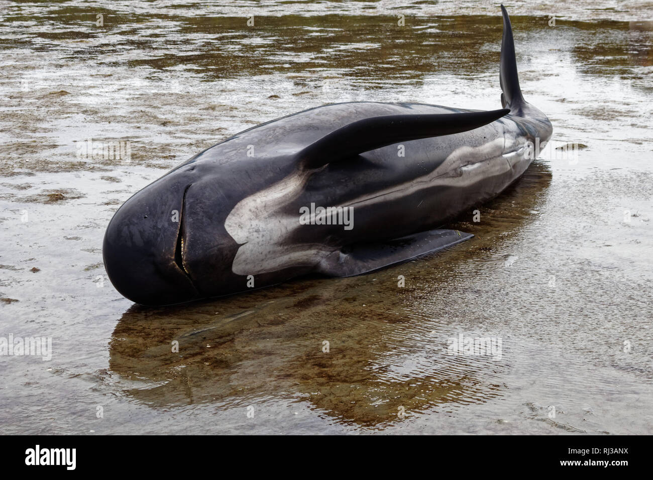 Morts échoués sur les globicéphales et couché sur le côté sur Farewell Spit à la pointe nord de l'île Sud de la Nouvelle-Zélande. Banque D'Images