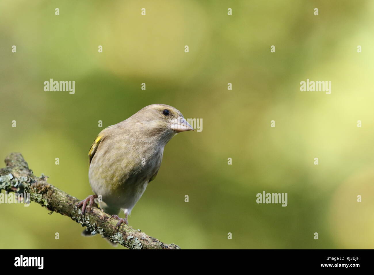 Verdier d'Europe femelle (Chloris chloris) perché à l'automne la forêt, montrant plumage. 29 octobre 2018. Banque D'Images