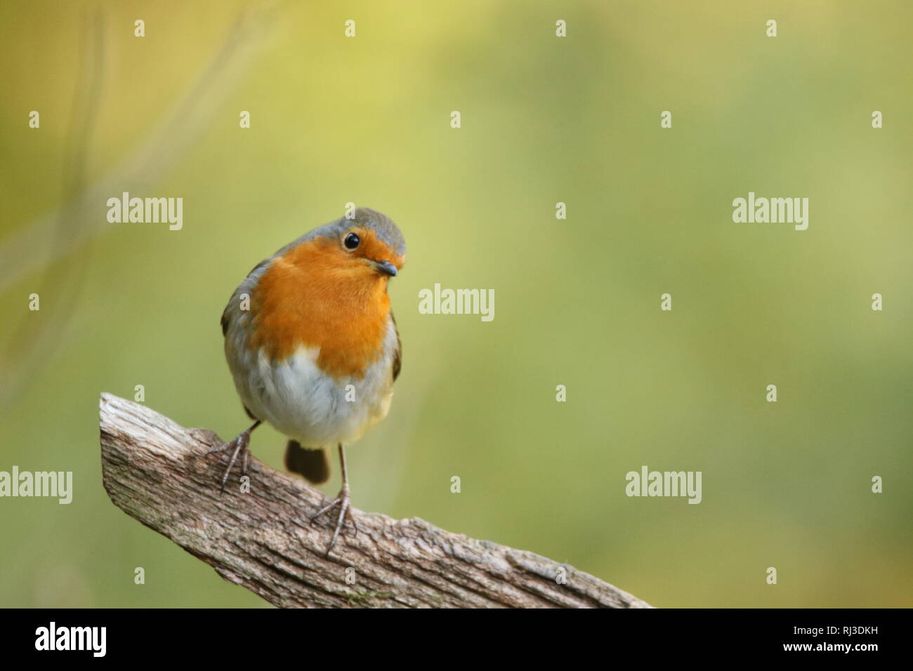 European Robin (Erithacus rubecula aux abords) perché en automne les bois. 29 octobre 2019. Banque D'Images