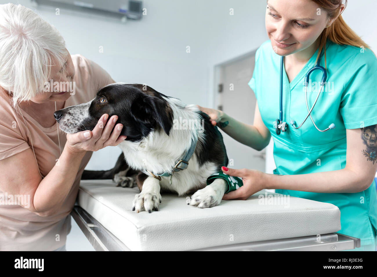 Médecin à la propriétaire de chien caressant sur lit dans une clinique vétérinaire Banque D'Images