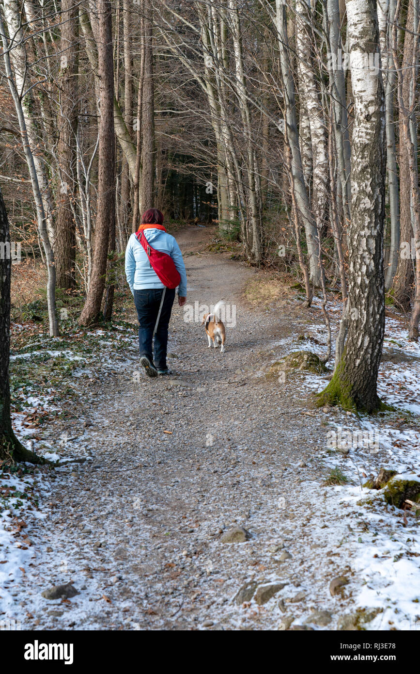 La promenade du chien dans une forêt de bouleaux en hiver. Banque D'Images