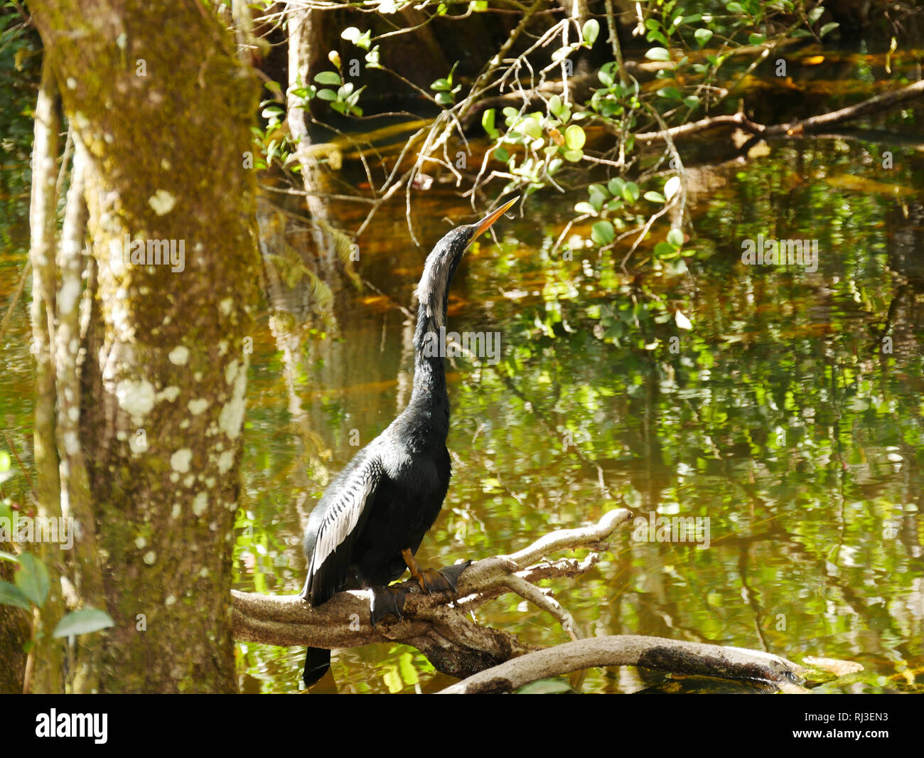 Grand oiseau noir à l'Everglades Banque D'Images