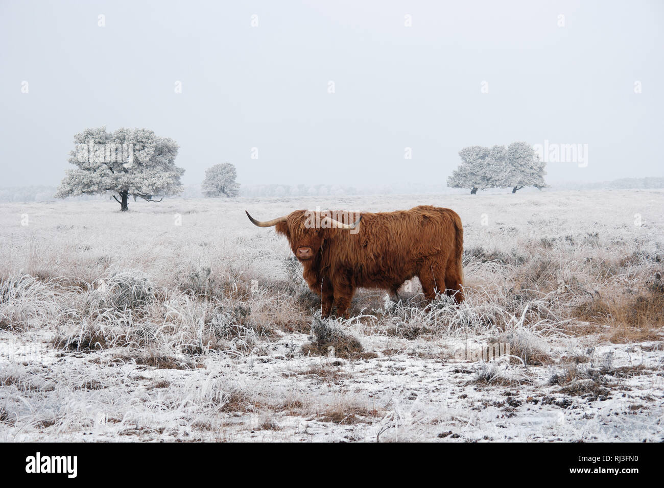 Highlander écossais dans un paysage d'hiver. Banque D'Images