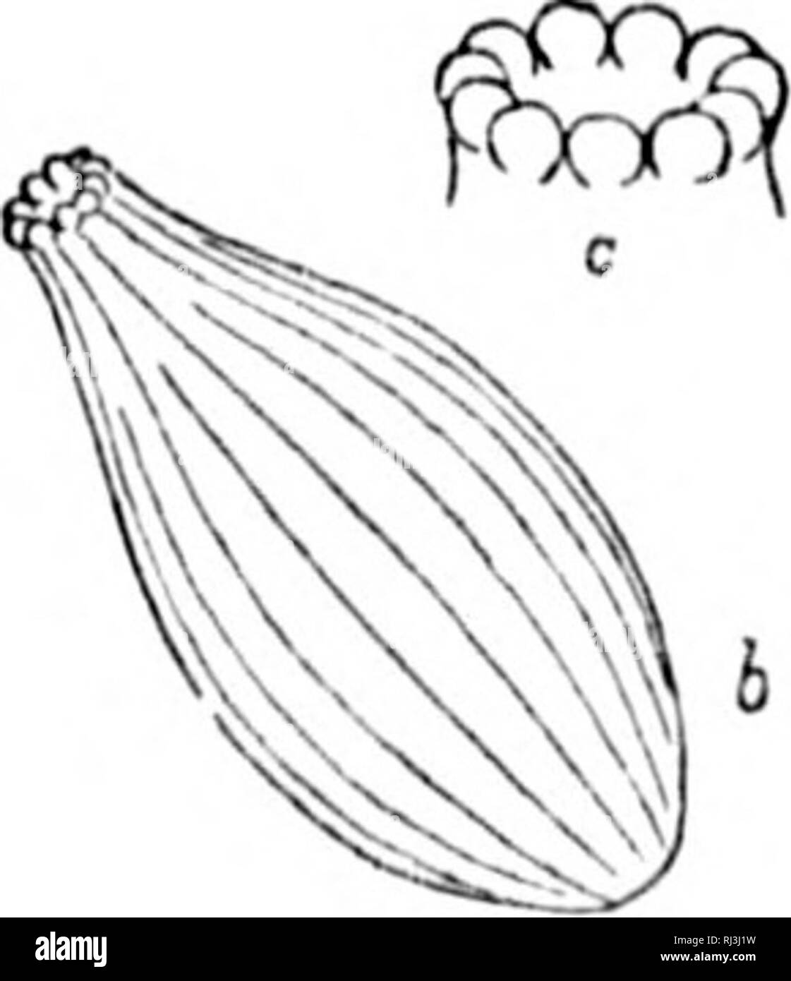 . Les papillons d'Amérique du Nord ; 3e série [microform]. Les papillons ; les papillons ; Lepidoptera ; Papillons ; Papillons ; Lépidoptères. NEOPHASIA I. M. W. G. Wright, en 1891, observé dans Menapiu le nord-est de la Californie, et m'a envoyé des oeufs qui étaient sur 2', hiid&gt;e d'août. Dans les régions décrites par ces deux messieurs il faut deux couvées annuelles ho. Les oeufs sont pondus sur la ])ine les feuilles d'un peu d'aussi haut un certain nombre de trente-deux (d'après M. Stretch). M. James Fletcher, dans son rapport, dit qu'il a rencontré Menapla le ou vers le 21 juillet, 189o, dans le sud de la Colombie-Britannique, Banque D'Images