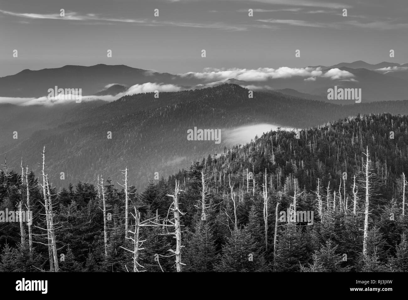 Avis de brouillard dans les Smoky Mountains de Clingman's Dome Tour d'observation, dans la région de Great Smoky Mountains National Park, Tennessee. Banque D'Images