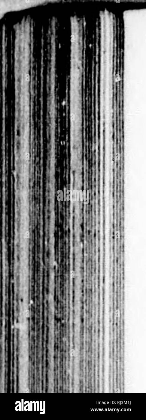 . Le sport dans la Crimée et du Caucase [microform]. Fusils ; chasse ; Oiseaux ; Chasse. 72 LA FORÊT rouge et la fin du voyage, plus melunclioly fcllovv Wiis ji, regaled und nie pour la première ou plus lionr avec des histoires de meurtres horribles et atrocités qui ont récemment eu lieu dans ou près d'Ekatérinodar, et serait liaA'e a fait la fortune de ' Lloyd's Weekly.' ils ont peu parlé de l'efficacité de la police dans le Caucase ; mais tlien un lot plus misérable que la police russe en général, je n'ai jamais vu. Ils sont plus petits et Avorst tlic hommes (physiquement) dans l'armée, et, à ce titre, sont rédigés en t Banque D'Images